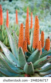 Bitter Aloe Growing In The African Wilderness