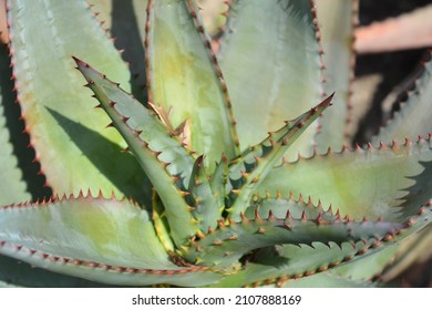 Bitter Aloe Leaves - Latin Name - Aloe Ferox