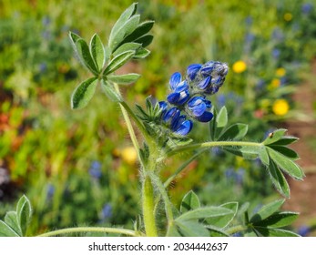 Bitter Blue Lupin Or Bluebonnet Flower With Hairy Leaves, Close Up. Lupinus Micranthus Or Smallflower Lupine Is Herbaceous, Perennial, Flowering Plant In The Legume Family Fabaceae.