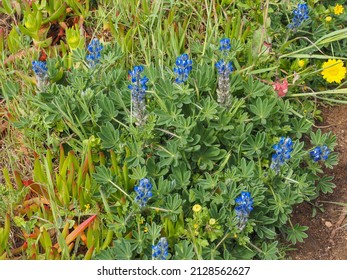 Bitter Blue Lupin Or Bluebonnet Flower With Hairy Leaves, Close Up. Lupinus Micranthus Or Smallflower Lupine Is Herbaceous, Perennial, Flowering Plant In The Legume Family Fabaceae.