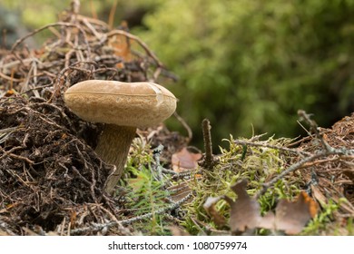 Bitter Bolete, Tylopilus Felleus