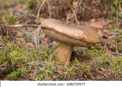 Bitter Bolete, Tylopilus Felleus