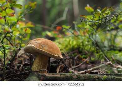 Bitter Bolete, Tylopilus Felleus