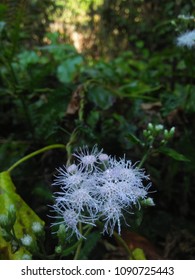 朝のバリントニア ラケモサの花 またはパウダーパフの木の花 日本 沖縄の宮古島 の写真素材 今すぐ編集