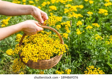 Bitter Button Or Tansy. Fresh Herbs Harvest - Wild Herb Or Medicinal Plant Farm.