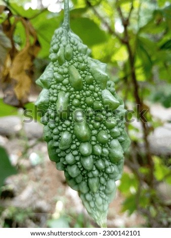 Bitter gourd fruit but beneficial for health