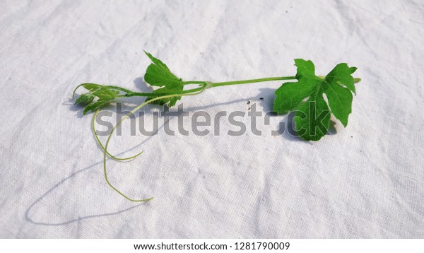 Bitter Gourd Leaves Indian Plant Stock Photo Edit Now 1281790009