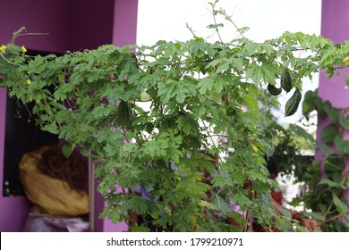 Bitter Gourd Plant In Home Garden