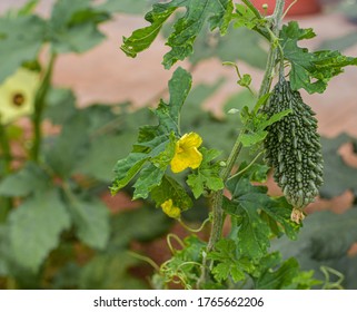 Bitter Guard Hanging In Plant 