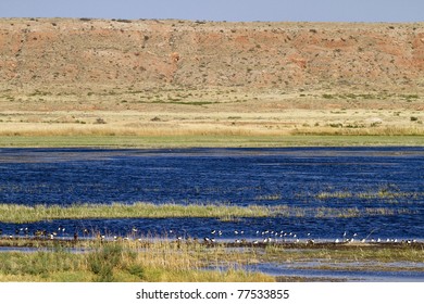 38 Bitter lake national wildlife refuge Images, Stock Photos & Vectors ...