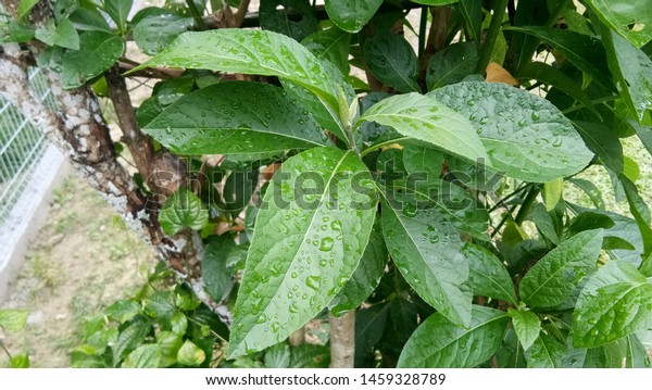 Bitter Leaf Vernonia Amygdalina Asteraceae Family Stock Photo Edit Now 1459328789