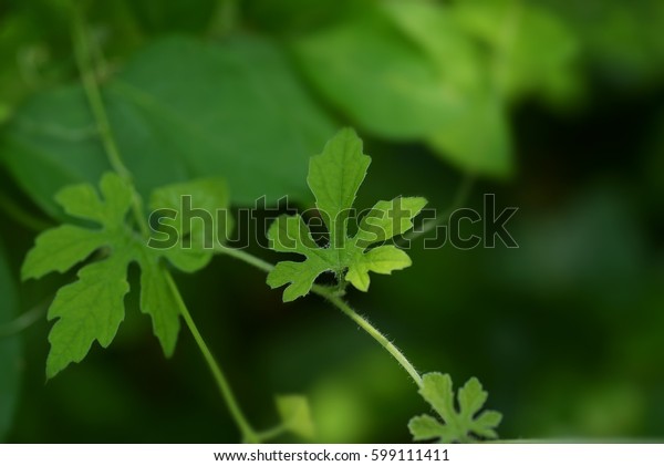 Bitter Melon Leaves On Vine Natural Stock Photo Edit Now 599111411