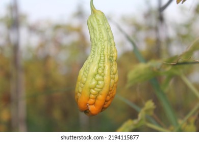 Bitter Melon Is Vegetable That Has Bitter Taste