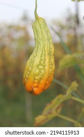 Bitter Melon Is Vegetable That Has Bitter Taste