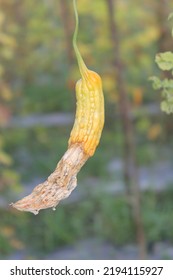 Bitter Melon Is Vegetable That Has Bitter Taste