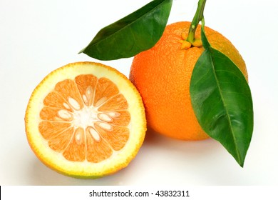 Bitter Orange