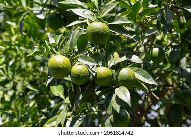 Bitter Orange (Turunç) That Has Not Yet Turned Yellow. Bitter Orange Is The Fruit Of The Evergreen Tree. Resembles An Orange, But Has A Bitter-sour Juice. It Is Used To Add A Sour Taste To Salads.