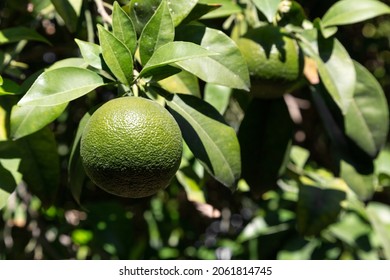 Bitter Orange (Turunç) That Has Not Yet Turned Yellow. Bitter Orange Is The Fruit Of The Evergreen Tree. Resembles An Orange, But Has A Bitter-sour Juice. It Is Used To Add A Sour Taste To Salads.