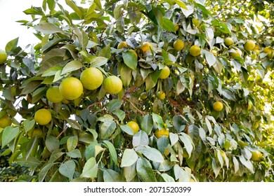 Bitter Orange (Turunç) That Has Not Yet Turned Yellow. Bitter Orange Is The Fruit Of The Evergreen Tree. Resembles An Orange, But Has A Bitter-sour Juice. It Is Used To Add A Sour Taste To Salads.