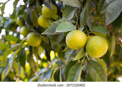 Bitter Orange (Turunç) That Has Not Yet Turned Yellow. Bitter Orange Is The Fruit Of The Evergreen Tree. Resembles An Orange, But Has A Bitter-sour Juice. It Is Used To Add A Sour Taste To Salads.