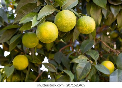 Bitter Orange (Turunç) That Has Not Yet Turned Yellow. Bitter Orange Is The Fruit Of The Evergreen Tree. Resembles An Orange, But Has A Bitter-sour Juice. It Is Used To Add A Sour Taste To Salads.