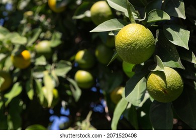 Bitter Orange (Turunç) That Has Not Yet Turned Yellow. Bitter Orange Is The Fruit Of The Evergreen Tree. Resembles An Orange, But Has A Bitter-sour Juice. It Is Used To Add A Sour Taste To Salads.