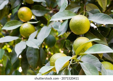 Bitter Orange (Turunç) That Has Not Yet Turned Yellow. Bitter Orange Is The Fruit Of The Evergreen Tree. Resembles An Orange, But Has A Bitter-sour Juice. It Is Used To Add A Sour Taste To Salads.