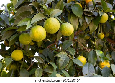 Bitter Orange (Turunç) That Has Not Yet Turned Yellow. Bitter Orange Is The Fruit Of The Evergreen Tree. Resembles An Orange, But Has A Bitter-sour Juice. It Is Used To Add A Sour Taste To Salads.