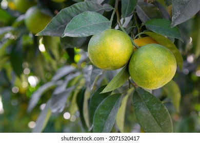 Bitter Orange (Turunç) That Has Not Yet Turned Yellow. Bitter Orange Is The Fruit Of The Evergreen Tree. Resembles An Orange, But Has A Bitter-sour Juice. It Is Used To Add A Sour Taste To Salads.