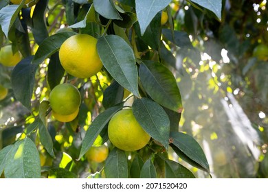 Bitter Orange (Turunç) That Has Not Yet Turned Yellow. Bitter Orange Is The Fruit Of The Evergreen Tree. Resembles An Orange, But Has A Bitter-sour Juice. It Is Used To Add A Sour Taste To Salads.