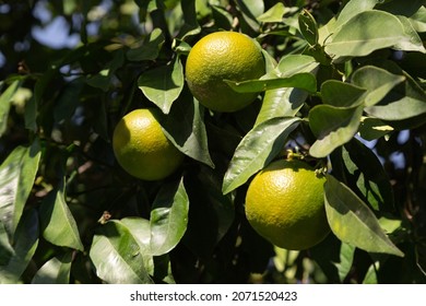 Bitter Orange (Turunç) That Has Not Yet Turned Yellow. Bitter Orange Is The Fruit Of The Evergreen Tree. Resembles An Orange, But Has A Bitter-sour Juice. It Is Used To Add A Sour Taste To Salads.