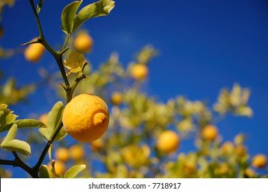 Bitter Orange Tree