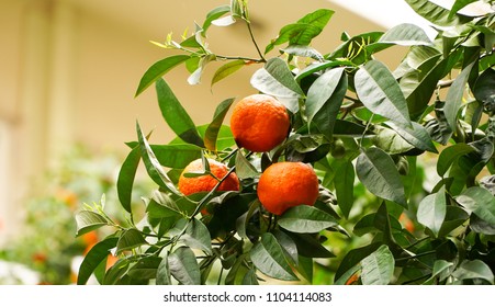 Bitter Orange Tree In Athens, Greece.