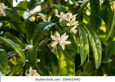 Bitter Orange Tree Flowers And Fruits