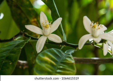 Bitter Orange Tree Flowers And Fruits