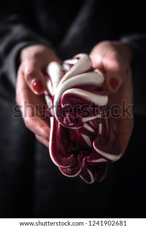 Bitter red italian radicchio chicory from Treviso in the woman farmer hands. Octopus Vegetable. Dark background