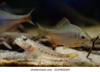 Bitterling Male In Bright Spawning Coloration, Monkey Goby Relax On Sand Bottom, Freshwater Wild Caught Domesticated Fish, Highly Adaptable Enduring Species, Low Light Blurred Background, Shallow Dof