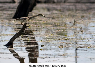 Bittern (Botaurinae) At Kerkini Lake, Greece. Bird Watching From A Drowned Tree.