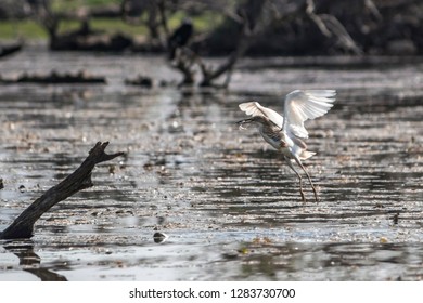 Bittern (Botaurinae) At Kerkini Lake, Greece. Bird Caught A Fish. Bird Holding Fish In Its Bill.