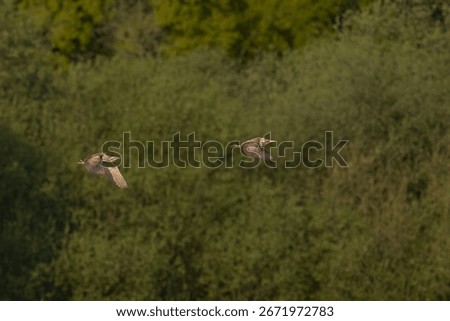 Bittern (Botaurus Stellaris) in flight chasing a rival over the reedbeds of the Somerset Levels in Somerset, United Kingdom.