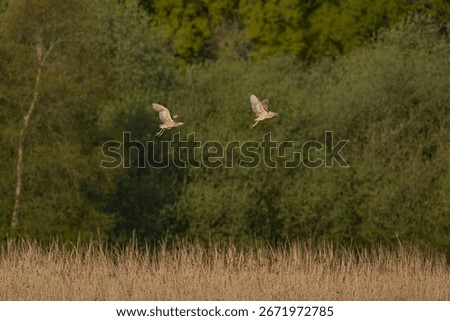 Bittern (Botaurus Stellaris) in flight chasing a rival over the reedbeds of the Somerset Levels in Somerset, United Kingdom.