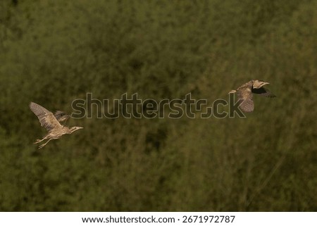 Bittern (Botaurus Stellaris) in flight chasing a rival over the reedbeds of the Somerset Levels in Somerset, United Kingdom.
