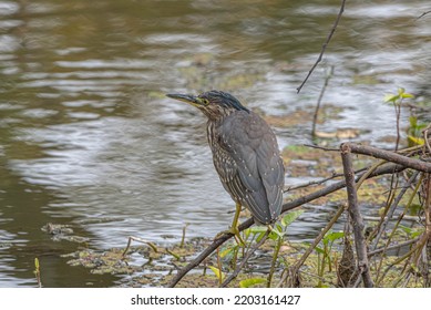 A Bittern Perched On A Branch In The Wetlands Of Bharatpur. Bitterns Are Birds Belonging To The Subfamily Botaurinae Of The Heron Family Ardeidae.