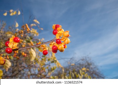 Bittersweet In Autumn