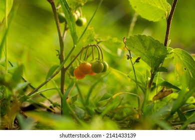 Bittersweet or red nightshade, Common nightshade, Climbing nightshade is a vine or a sprawling. Its lower stems are woody while the upper stems are herbaceous