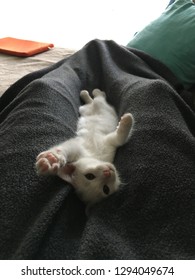 Bitty kitty cuddles