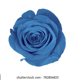 Biue Rose Isolate On White Background Stock Photo 782806825 | Shutterstock