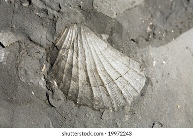 Bivalve Fossil In Blue Lias Limestone On Charmouth Beach, Dorset