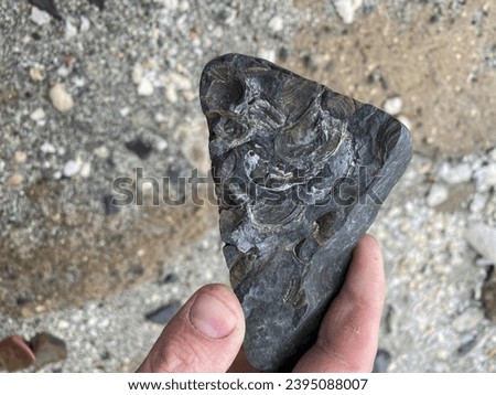 Bivalve fossils in Valley of Ten Thousand Smokes, Katmai National Park and Preserve, Alaska. Fossils found across Katmai are part of Naknek Formation, geologic formation from Jurassic Period.
