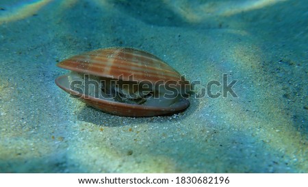 Bivalve mollusc smooth clam (Callista chione) undersea, Aegean Sea, Greece, Halkidiki